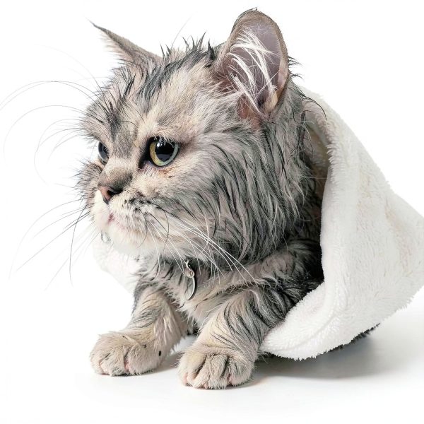 Elanco Advantage Flea Tick Shampoo for Cats Kittens-7